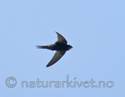 BB 07 0159 / Apus apus / Tårnseiler